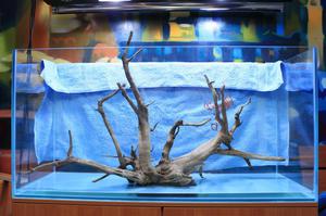 Роль коряги в аквариуме
