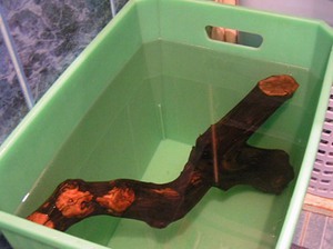 Как сделать корягу для аквариума своими руками: пошаговая инструкция