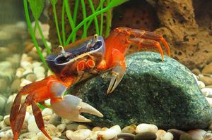 Виды раков для домашнего содержания
