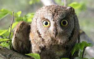 Сплюшка: необычная сова с уникальными особенностями