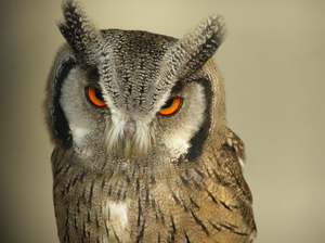 Сова Сплюшка нахмурилась