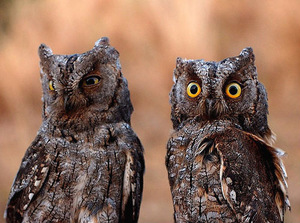 Совы Сплюшки в дикой природе