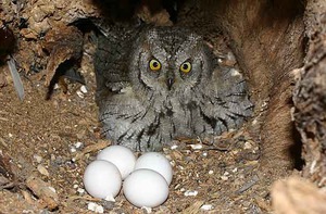 Сплюшка охраняет свое потомство