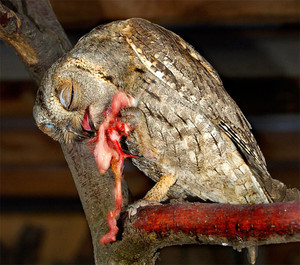 Сплюшка ест