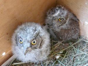 Маленькие совы Сплюшки в коробке