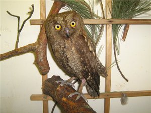 Сова Сплюшка сидит на жердочке