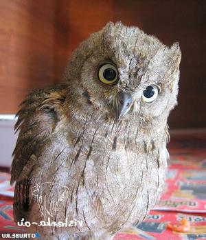 Любознательная сова Сплюшка