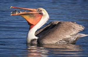 Пеликан: образ жизни, среда обитания и как он хранит рыбу