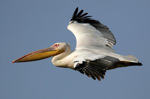 Жизнь пеликанов