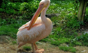 Розовый пеликан 