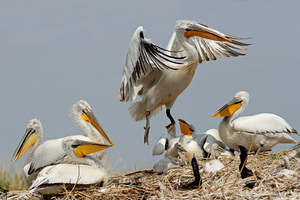 Пеликан в гнезде