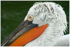 Кудрявый пеликан