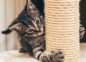 Как следует приучать котенка к когтеточке фото
