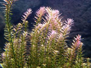 Ротала индийская: как вырастить индику в аквариуме