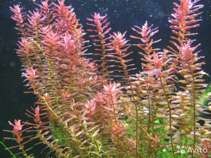 Особенности выращивания роталы индики