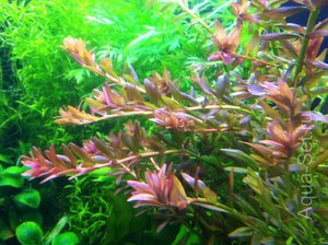 Выращивание роторы индийской 