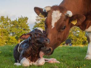 Как выбрать кличку для коровы