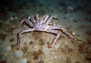 Камчатский краб: деликатес Дальнего Востока