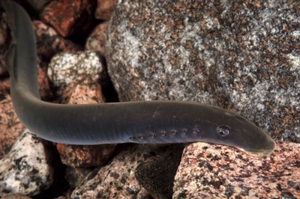 Речная минога: ужасная рыба-вампир с паразитическим образом жизни