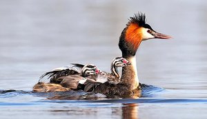 Чомга (большая поганка): описание, образ жизни и особенности поведения