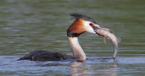 Чомга - прекрасно чувствует себя в воде