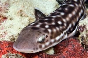 Кошачья акула: безопасна ли для человека?