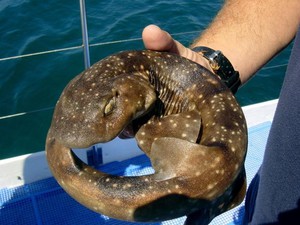 Кошачья акула в руке