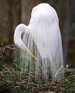 Красивая белай цапля