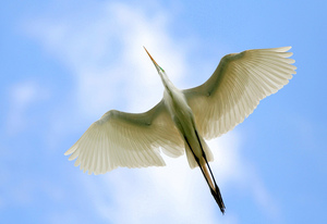 Белая цапля ареал обитания