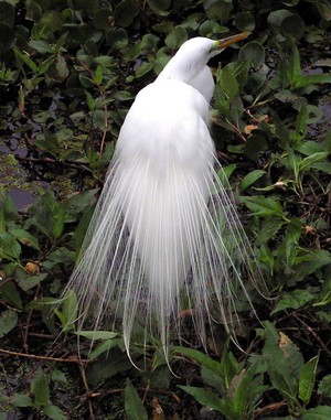 Какие повадки у цапли