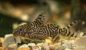 Сом синодонтис питание