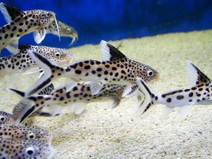 Сом синодонтис разведение