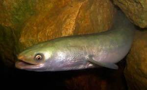 Как выглядит рыба угорь