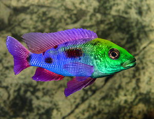 Как кормить рыб цихлид