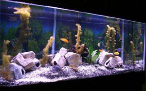 Чем питается рыба цихлида