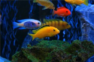 Особенности внешнего вида рыб