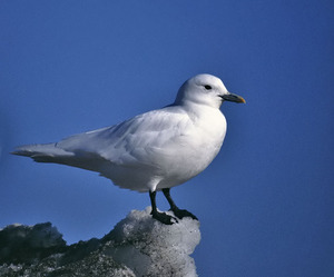 Белая чайка