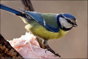 Как выглядит большая синица