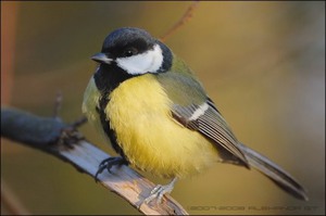 Большая синица: описание внешности и особенности птицы