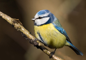 Птица лазоревка