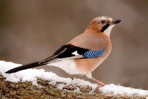 Птица сойка