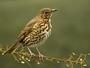 Птицы Москвы и Подмосковья: виды и места обитания