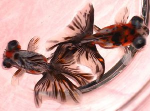 Рыбки Бабочка дзикин 