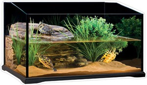 Черепахи в террариуме