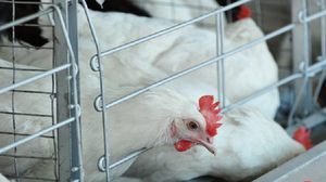 Симптомы болезни Ньюкасла у кур: как распознать и что делать