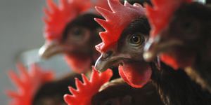 Заболевания птиц