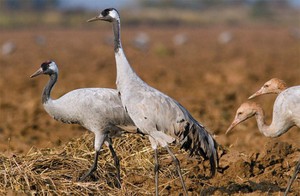 Описание птицы журавля