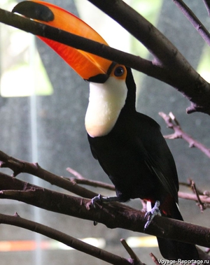 У какой птицы красный клюв