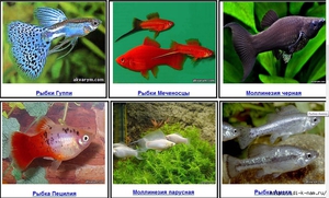 Описание живородящих рыб