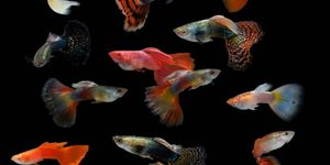 Чем кормить рыбок